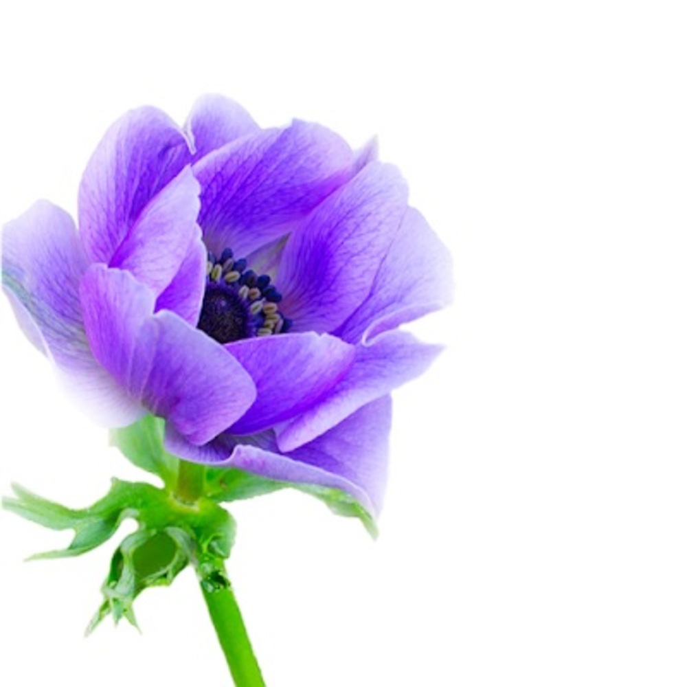 Meet your Posher, Meleeta